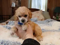 Sunshyne, a male Poodle - Toy  for sale in Blanch, NC – Photo 1 of 5