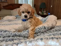 Sunshyne, a male Poodle - Toy  for sale in Blanch, NC – Photo 4 of 5