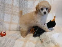 Sunshyne, a male Poodle - Toy  for sale in Blanch, NC – Photo 2 of 5