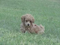 Molly, a female Poodle - Toy  for sale in Blanch, NC – 2 of 2