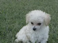 Baylee, a male Poodle - Toy  for sale in Blanch, NC – 3 of 3