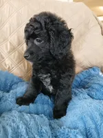 Eli, a male Poodle - Toy  for sale in Blanch, NC – 3 of 3