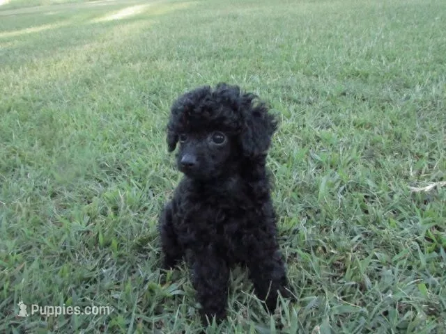 Mitchell – Poodle - Toy  puppy for sale in Blanch, NC