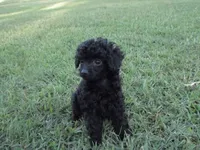 Mitchell, a male Poodle - Toy  for sale in Blanch, NC – 2 of 3