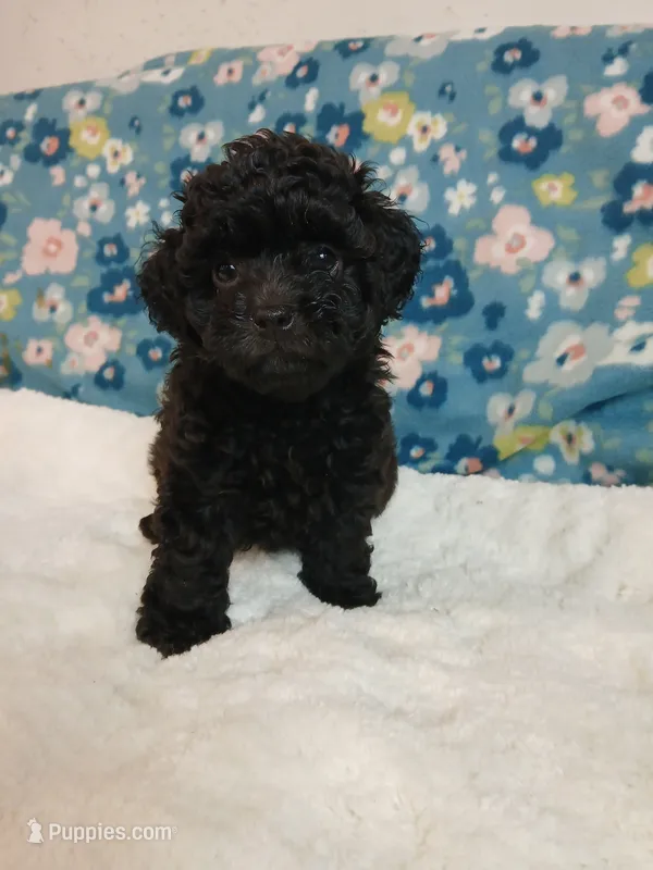 Kolter – Havanese, Poodle - Toy  puppy for sale in Blanch, NC