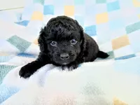 Eli, a male Havanese and Poodle - Toy  for sale in Blanch, NC – 2 of 3