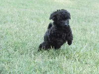 Mitchell, a male Poodle - Toy  for sale in Blanch, NC – 3 of 3