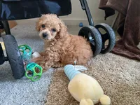 Maxwell, a male Poodle - Miniature  for sale in Blanch, NC – 3 of 3