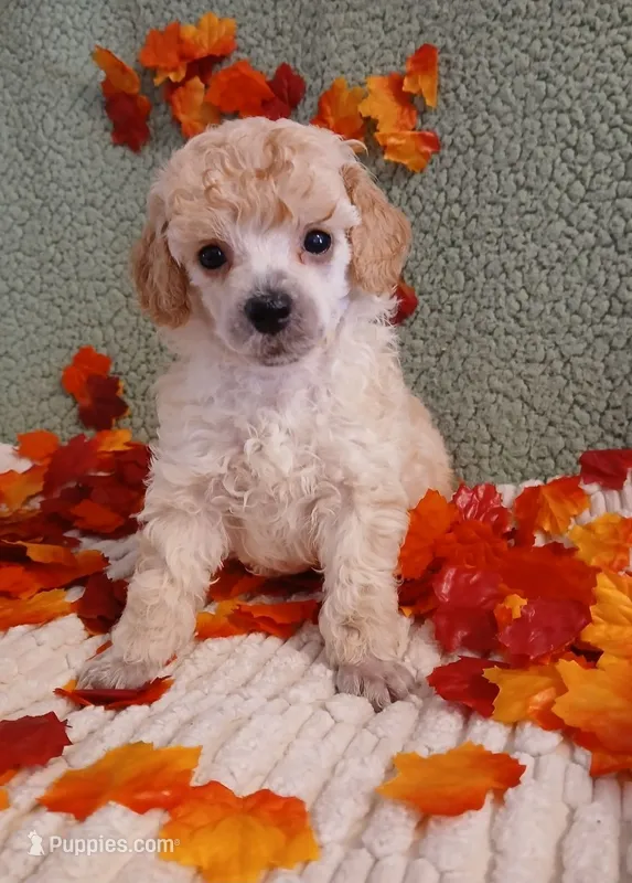 Dexter – Poodle - Toy , Poodle - Miniature  puppy for sale in Blanch, NC