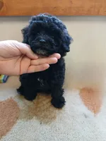 Ebony, a male Poodle - Miniature  for sale in Blanch, NC – Photo 3 of 3