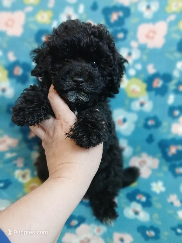 Ebony – Poodle - Miniature  puppy for sale in Blanch, NC