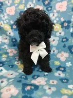 Ebony, a male Poodle - Miniature  for sale in Blanch, NC – Photo 2 of 3