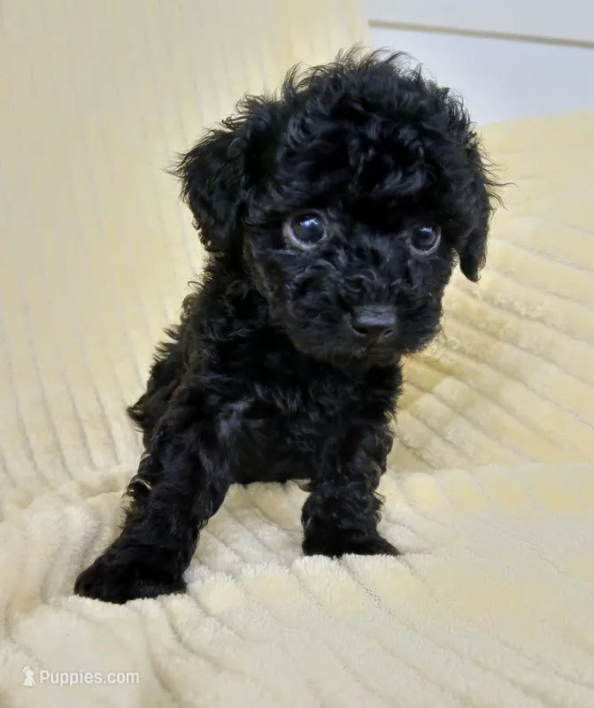 Mitchell – Poodle - Toy  puppy for sale in Blanch, NC
