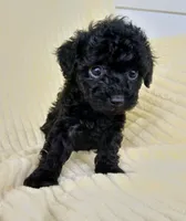 Mitchell, a male Poodle - Toy  for sale in Blanch, NC – 1 of 3
