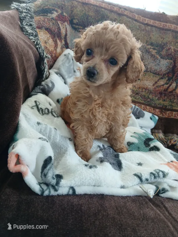 Molly – Poodle - Toy  puppy for sale in Blanch, NC