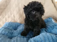 Kolter, a male Poodle - Toy  for sale in Blanch, NC – 4 of 4