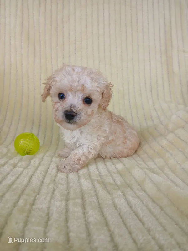 Baylee – Poodle - Toy  puppy for sale in Blanch, NC