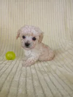 Baylee, a male Poodle - Toy  for sale in Blanch, NC – 1 of 3