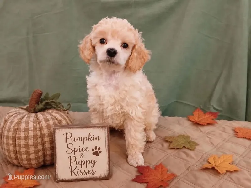Dustin – Poodle - Toy , Poodle - Miniature  puppy for sale in Blanch, NC