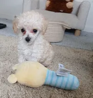 Baylee, a male Poodle - Toy  for sale in Blanch, NC – 2 of 3