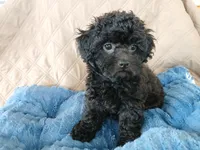 Kolter, a male Poodle - Toy  for sale in Blanch, NC – 3 of 4