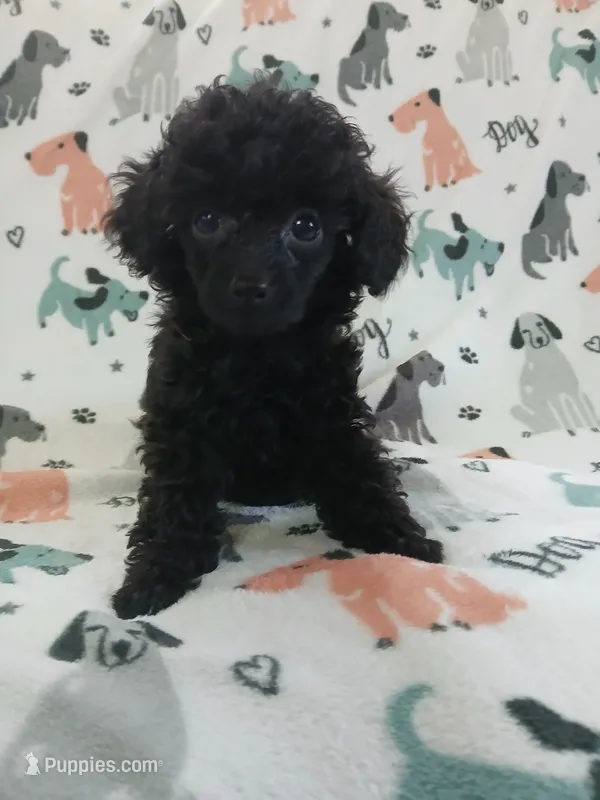 Mitchell – Poodle - Toy  puppy for sale in Blanch, NC