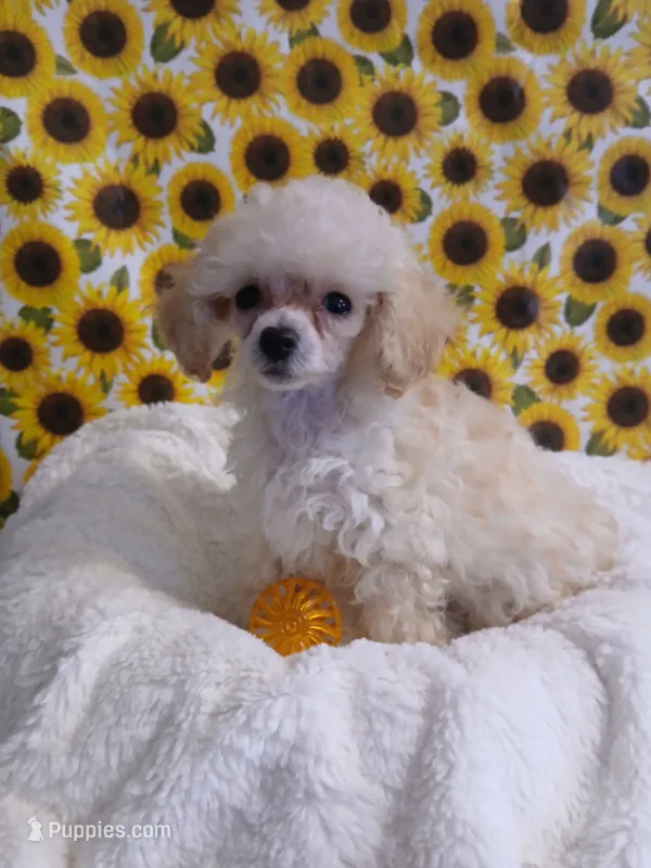 Baylee – Poodle - Toy  puppy on hold in Blanch, NC