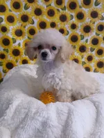 Baylee, a male Poodle - Toy  for sale in Blanch, NC – 1 of 5