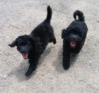 Eli, a male Havanese and Poodle - Toy  for sale in Blanch, NC – 5 of 5