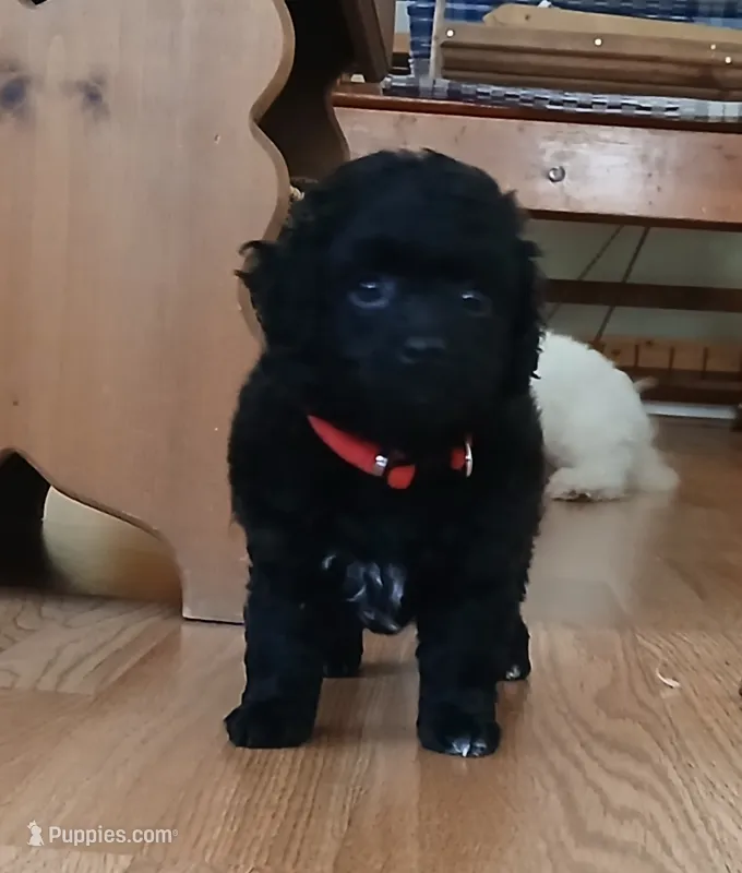 Eli – Havanese, Poodle - Toy  puppy for sale in Blanch, NC