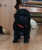 Eli, a male Havanese and Poodle - Toy  for sale in Blanch, NC – 1 of 3