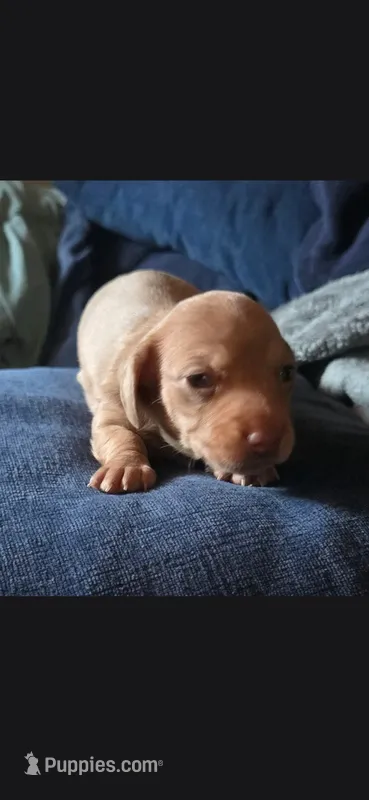 Female Red dapple mini dachshund – Miniature Dachshund puppy for sale in Attica, IN