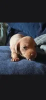 Female Red dapple mini dachshund, a female Miniature Dachshund for sale in Attica, IN – 1 of 1
