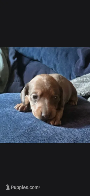 Female chocolate and Tan mini dachshund – Miniature Dachshund puppy for sale in Attica, IN