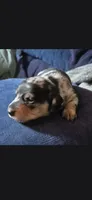 Male Silver dapple mini dachshund, a male Miniature Dachshund for sale in Attica, IN – 1 of 1