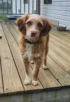 Danny, a male Miniature Aussiedoodle for sale in Elizabethton, TN – Photo 3 of 10