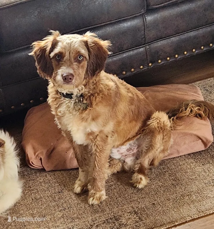 Danny – Miniature Aussiedoodle puppy for sale in Elizabethton, TN