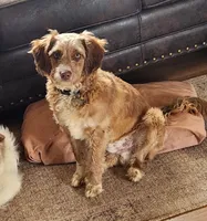 Danny, a male Miniature Aussiedoodle for sale in Elizabethton, TN – Photo 1 of 10