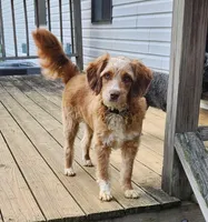 Danny, a male Miniature Aussiedoodle for sale in Elizabethton, TN – Photo 2 of 10