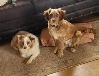 Danny, a male Miniature Aussiedoodle for sale in Elizabethton, TN – Photo 5 of 10