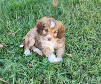 Danny, a male Miniature Aussiedoodle for sale in Elizabethton, TN – Photo 9 of 10