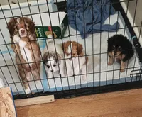 Danny, a male Miniature Aussiedoodle for sale in Elizabethton, TN – Photo 10 of 10