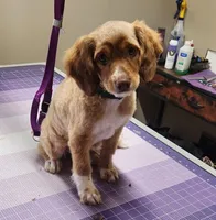 Danny, a male Miniature Aussiedoodle for sale in Elizabethton, TN – Photo 8 of 10