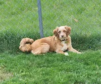 Danny, a male Miniature Aussiedoodle for sale in Elizabethton, TN – Photo 4 of 10