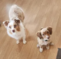 Danny, a male Miniature Aussiedoodle for sale in Elizabethton, TN – Photo 6 of 10
