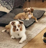 Danny, a male Miniature Aussiedoodle for sale in Elizabethton, TN – Photo 7 of 10