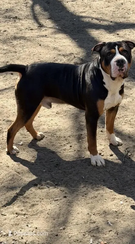 Macho, a male American Bully for sale in South Coatesville, PA – 1 of 2