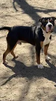 Macho, a male American Bully for sale in South Coatesville, PA – 1 of 2