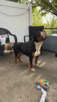 Macho, a male American Bully for sale in South Coatesville, PA – 2 of 2