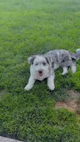 Marley , a male Airedale Terrier and Australian Cattle Dog for sale in Gresham, OR – 2 of 2